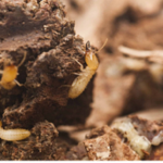 The Hidden Dangers Lurking: Why Regular Termite and Rodent Inspections in Brisbane Are Critical for Your Home’s Safety