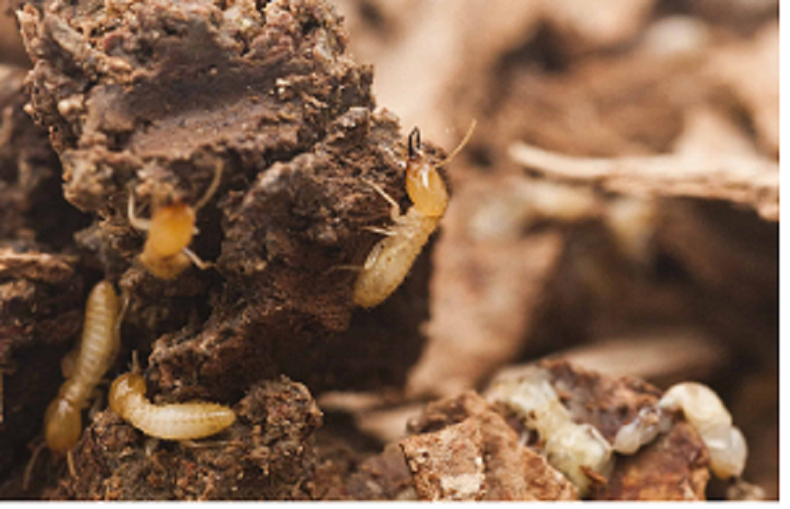 termite inspection Brisbane