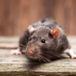 Top Strategies for Effective Rodent Management in Brisbane